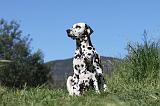 DALMATIEN 042